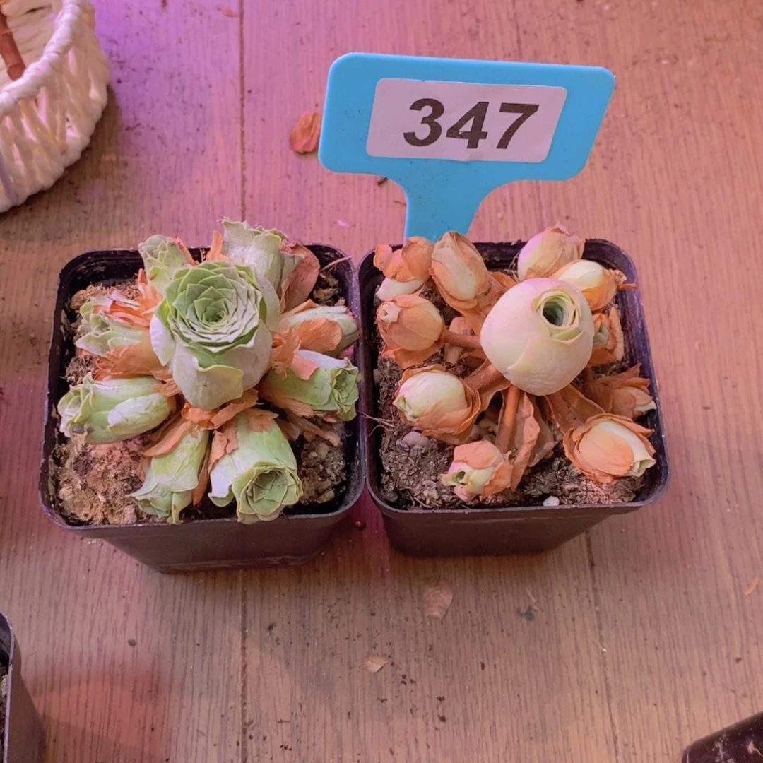 电***芬山地玫瑰一物一拍347