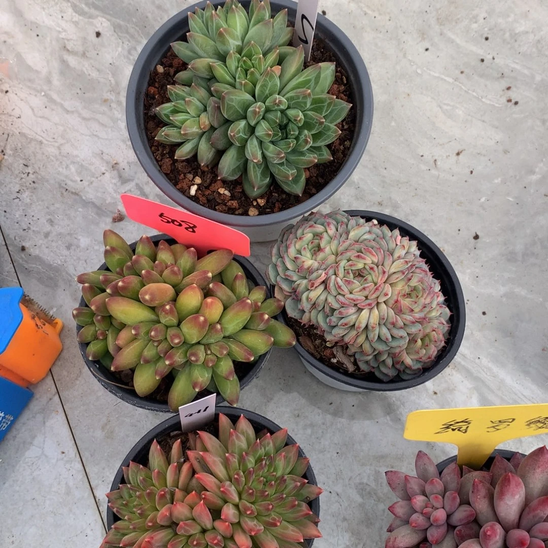 小****四颗一起7272727277272