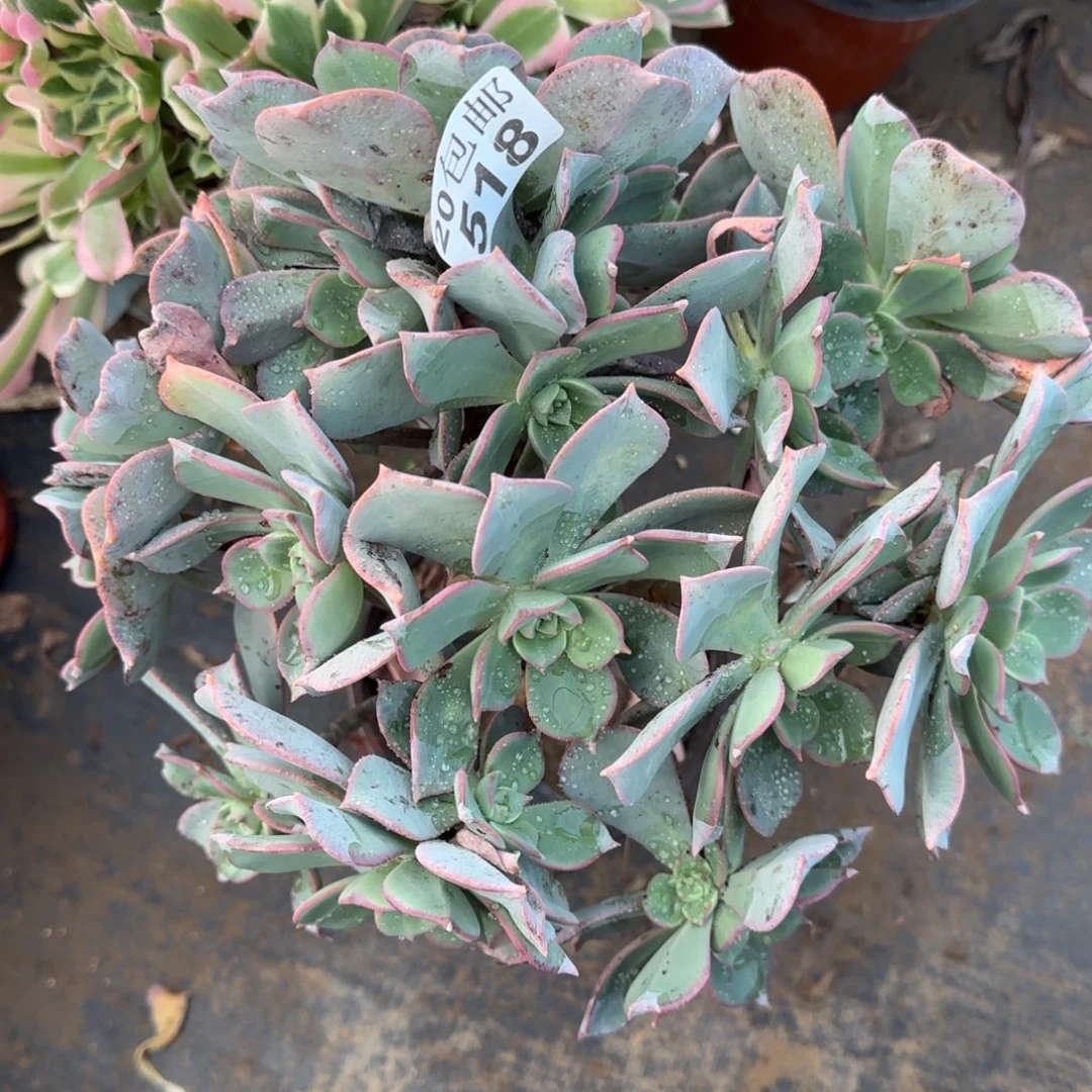 粉仙桃518满20包邮断枝不包会氧化黑斑