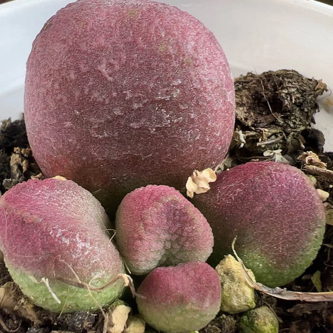 超大母叶红烧肉多肉植物