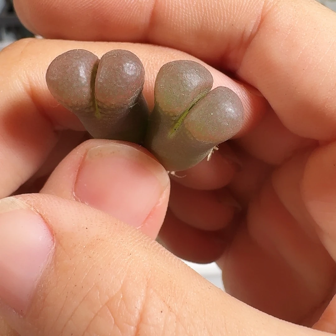 多肉植物福利风铃239