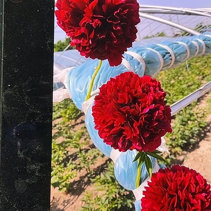 冷***知完全开放红色雍容