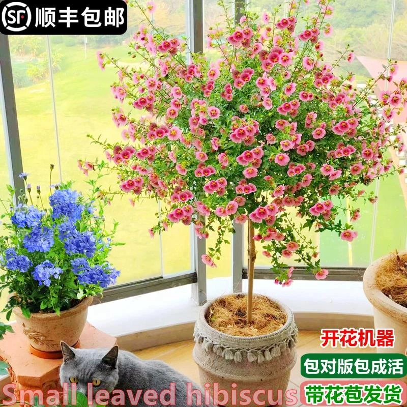 小木槿棒棒糖花苗蓝雪花庭院阳台月季花卉盆栽室内好养植物带花苞