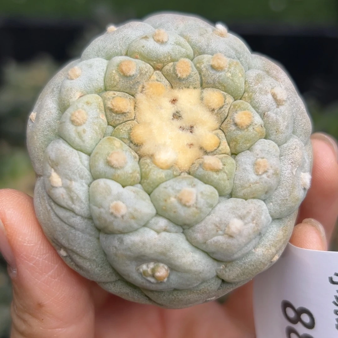 亦*885  有根 仙人球的世界