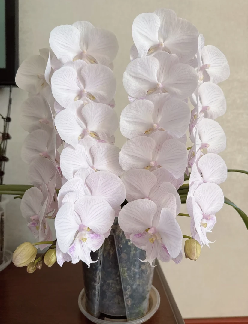 蝴蝶兰【双剑曼塔安汶】3.5出剑苗