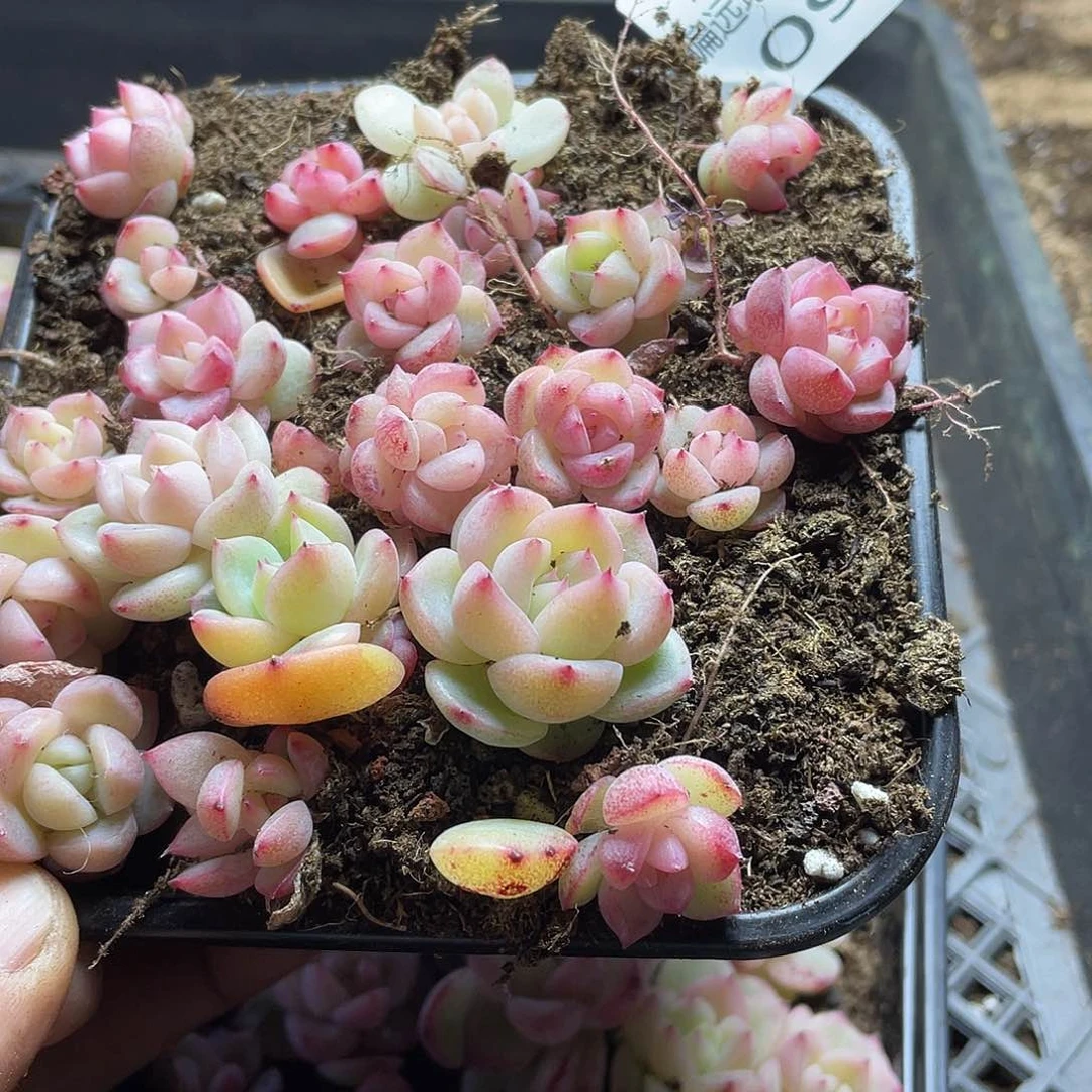 不**条2s+珍妮一物一拍097