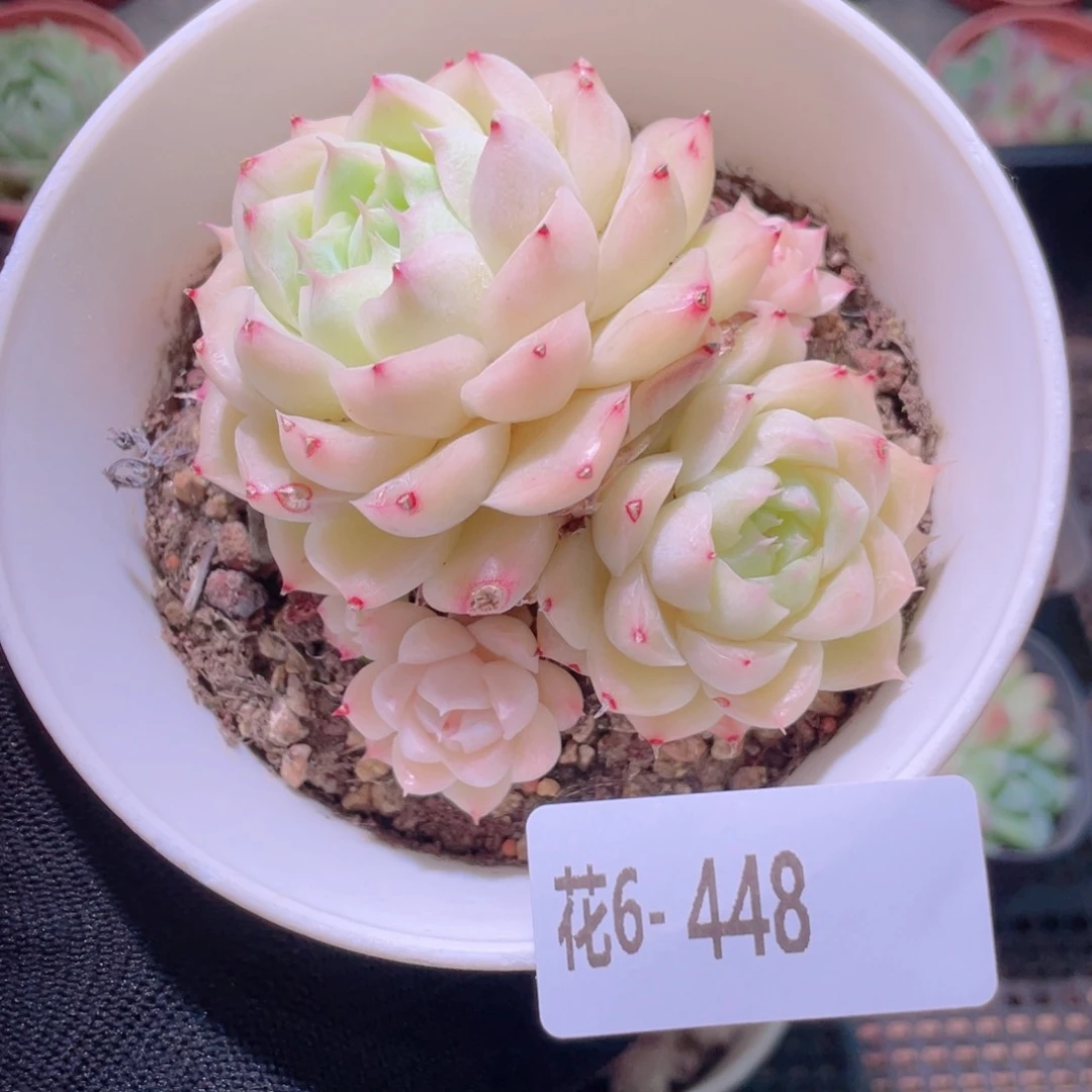 花利美6-448女王玫瑰