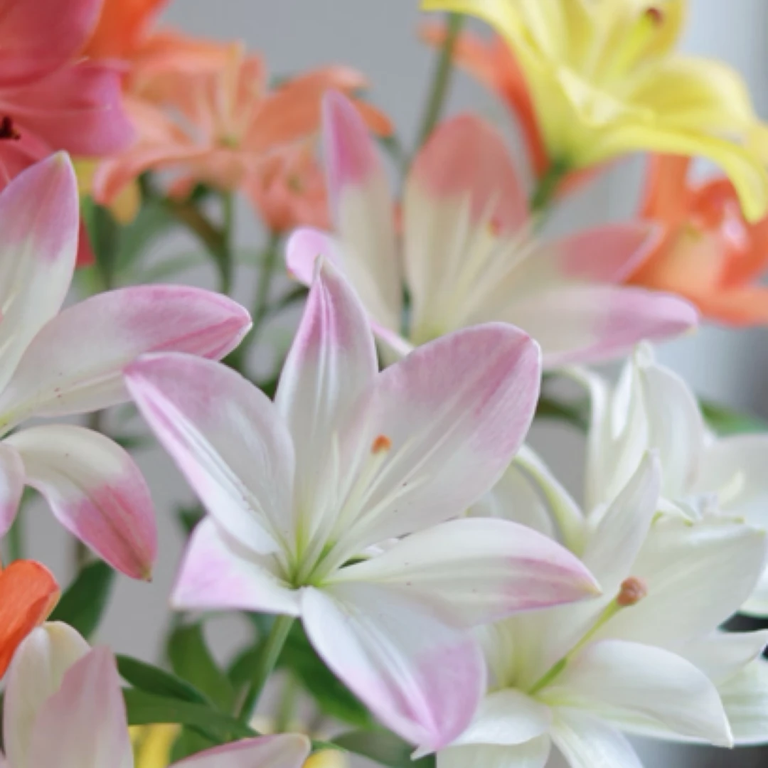 （混色亚洲百合）   东北鲜花 黑吉辽蒙顺丰包邮