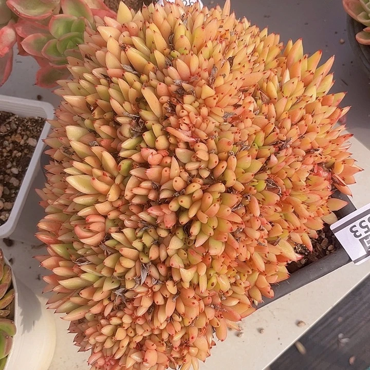 清纯乌木朵朵缀1853