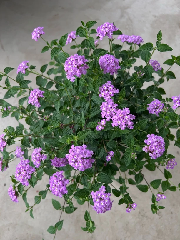 马缨丹花棒棒糖造型多年生可驱蚊室外阳台花园好养美女植物