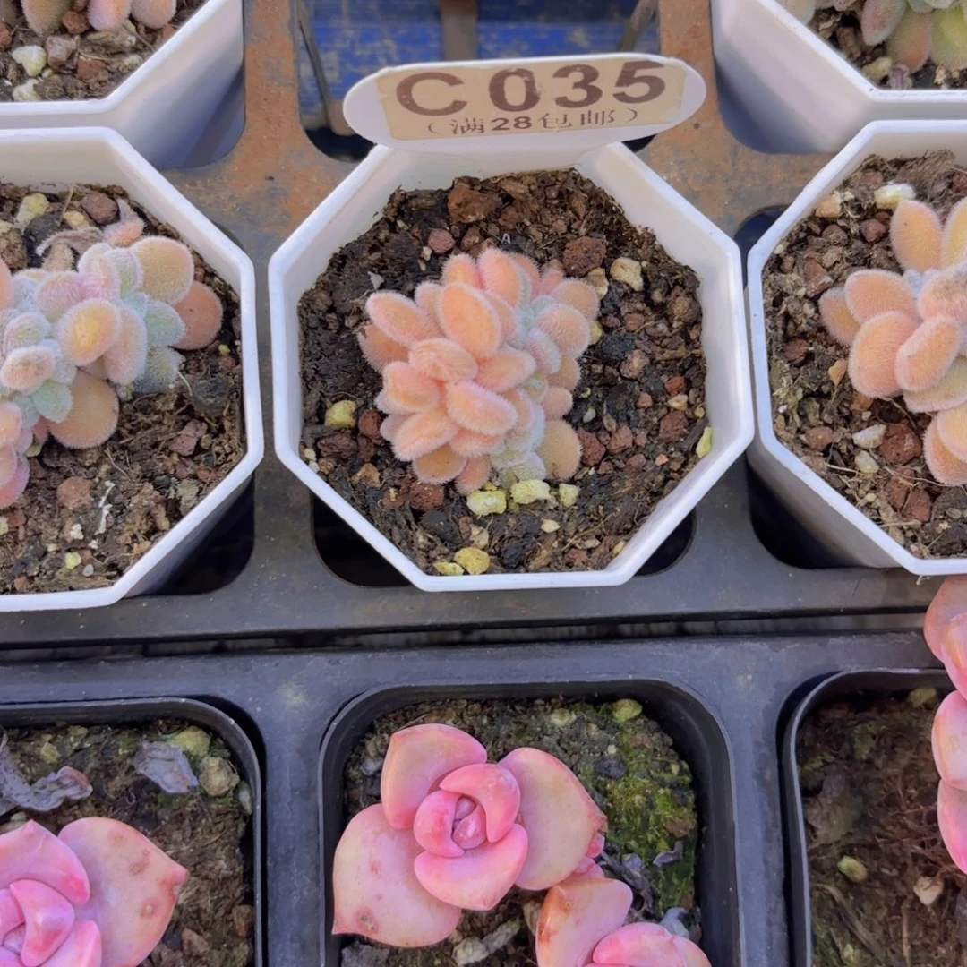 C035雪晃星缀一物一拍