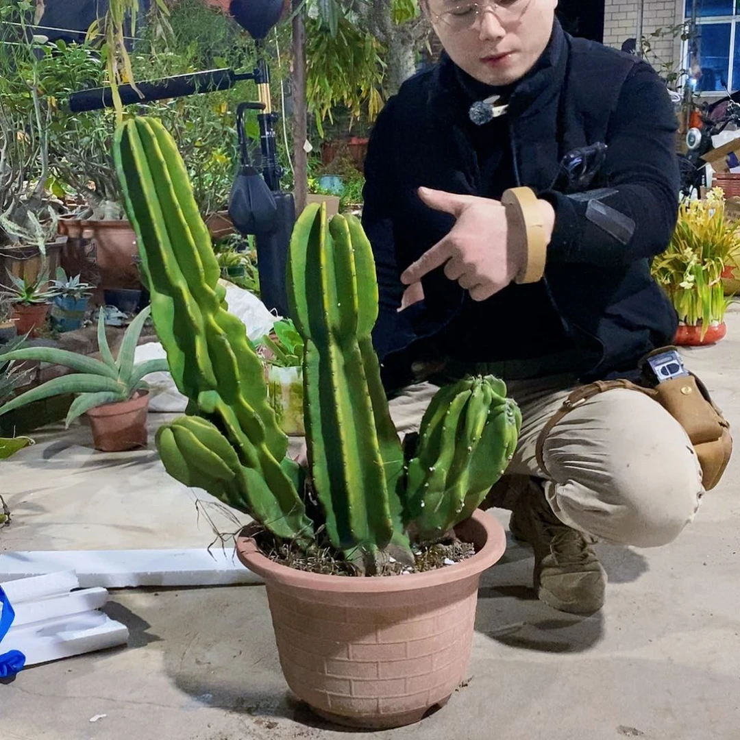 群生象腿柱一颗1111