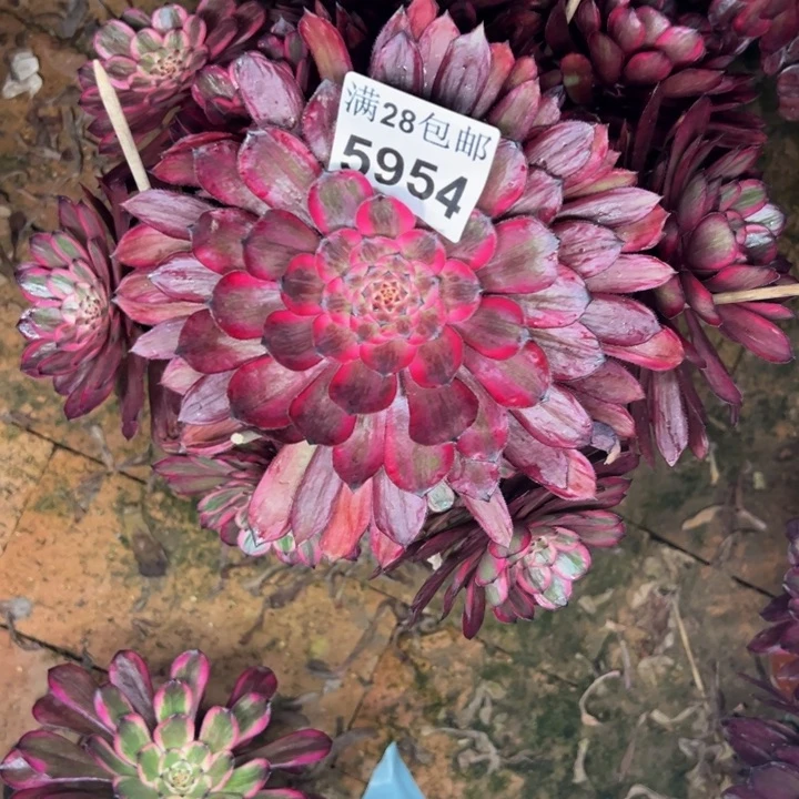 5954紫霞多肉植物
