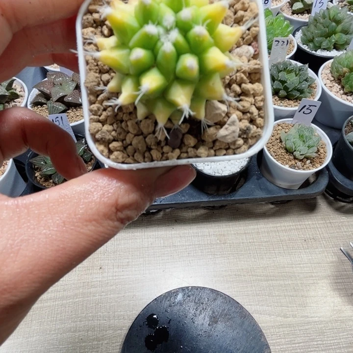 菠萝球多肉植物6666