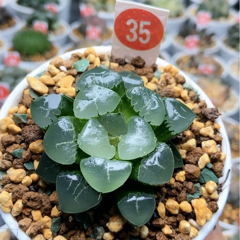 【闪购商品】35姬翠