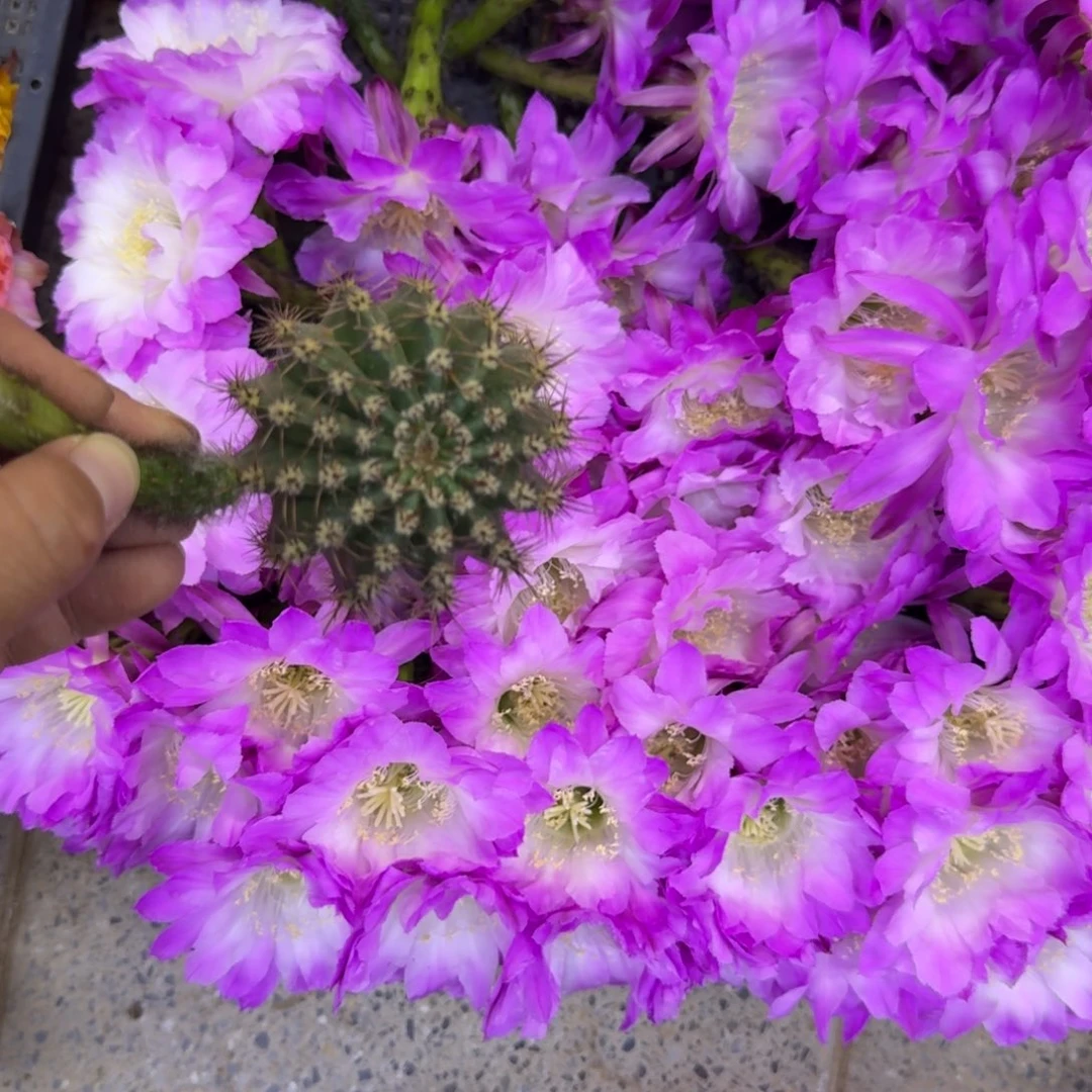 368彩草A314歪无根侧牙4公分左右，20包邮