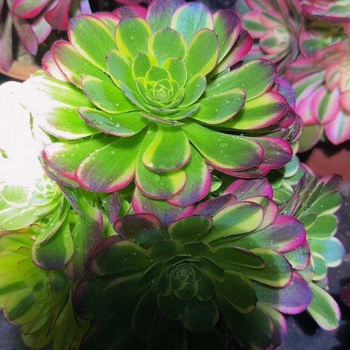 精品万圣节奶白锦捧花亏本福利