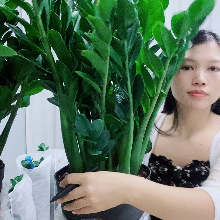 当前无花栽培后可以开花25圆叶1盆98.8以直播挑选为准