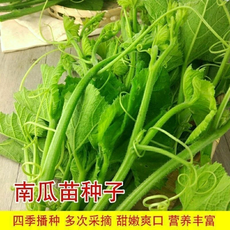 F183脆嫩南瓜苗种子南方南瓜尖孑专吃茎叶苗春季南瓜藤种四季蔬菜