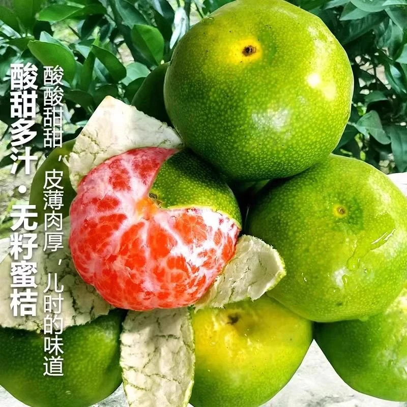 现摘新鲜青皮蜜橘桔子应季当季孕妇水果粗薄皮橘子整箱酸甜苦橘子