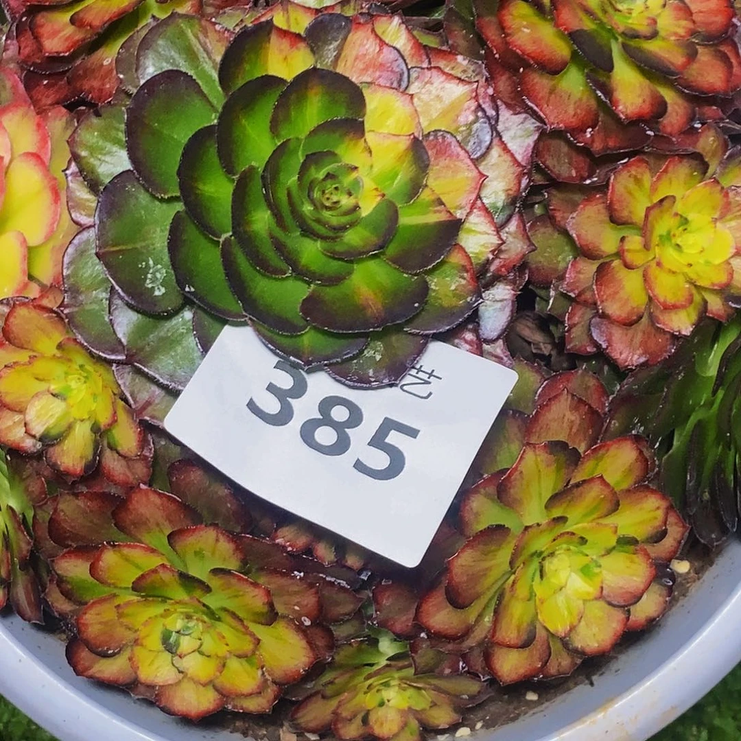 阳***6上古园艺多肉法师385