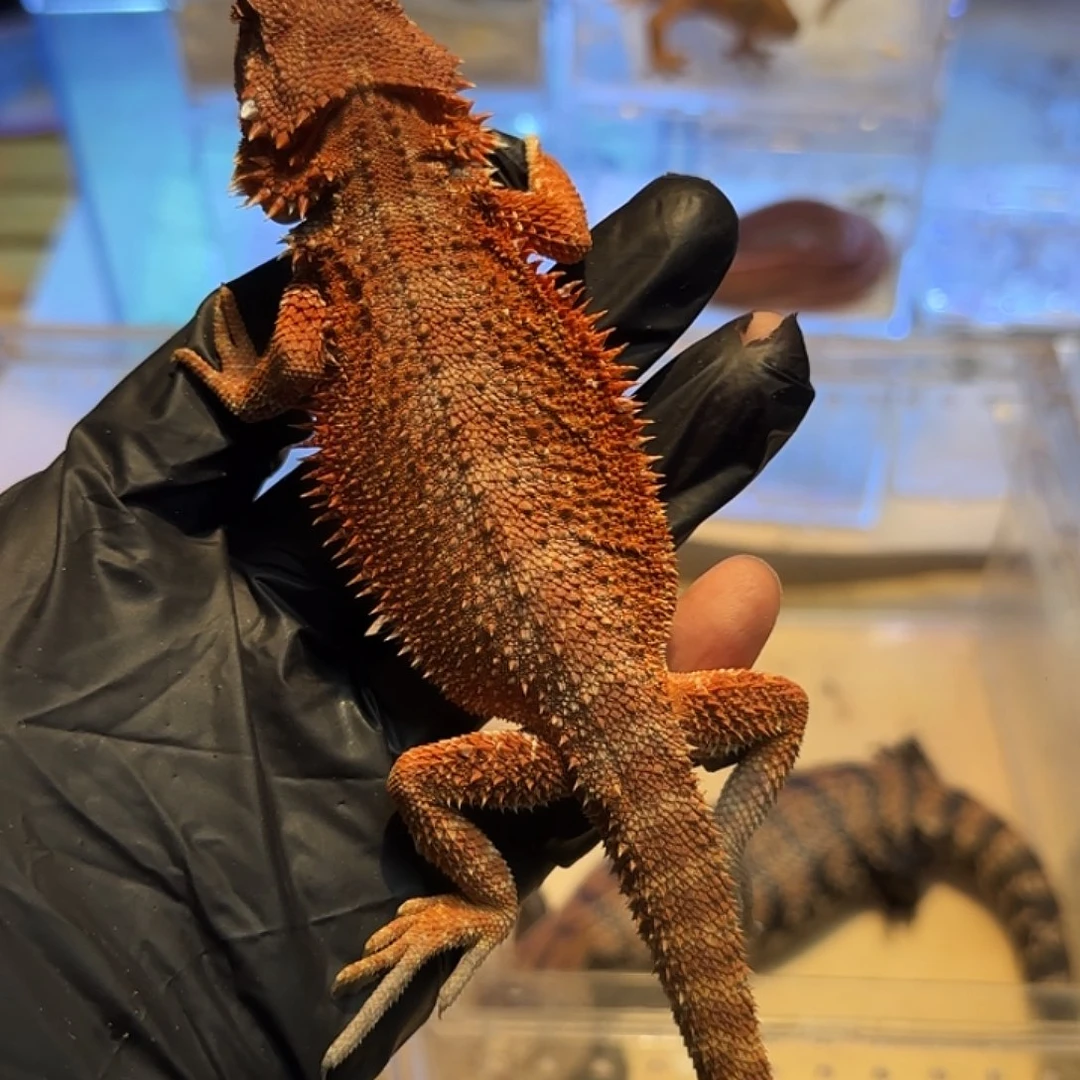 豹纹守宫鬃狮00001