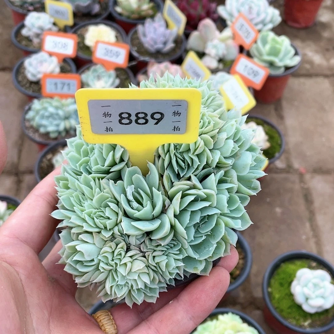 【闪购商品】?***娜889号