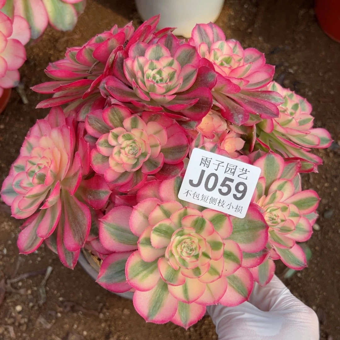 059倾城尺寸22左右