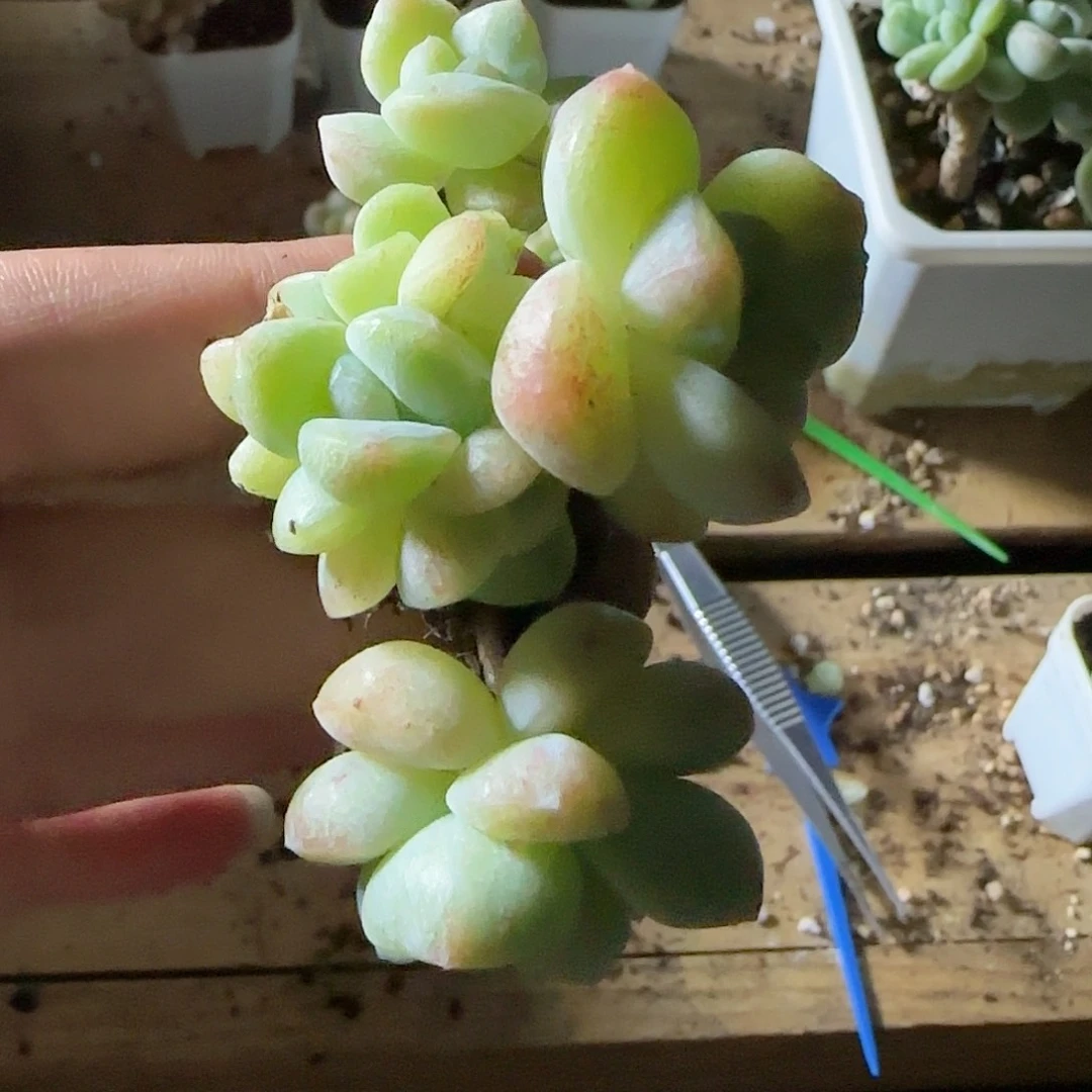 冰玉石化群6头瑕疵福利