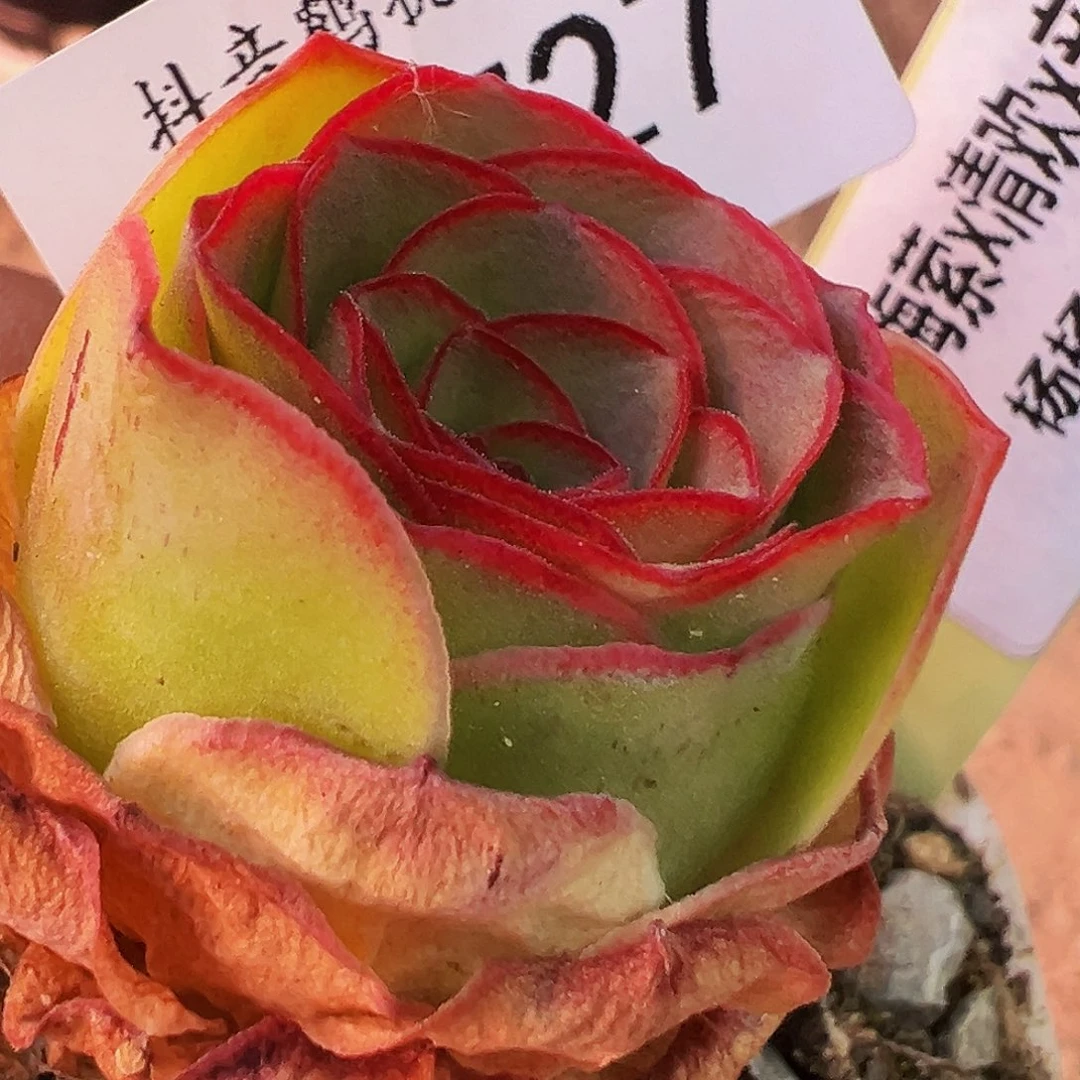无花朵HR727若初X各种贵货好东西