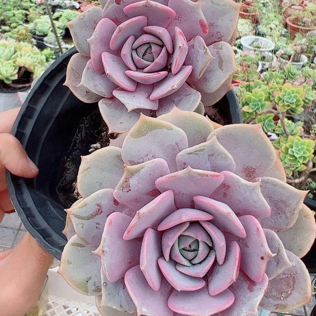 粉蝶双头起发精品特价