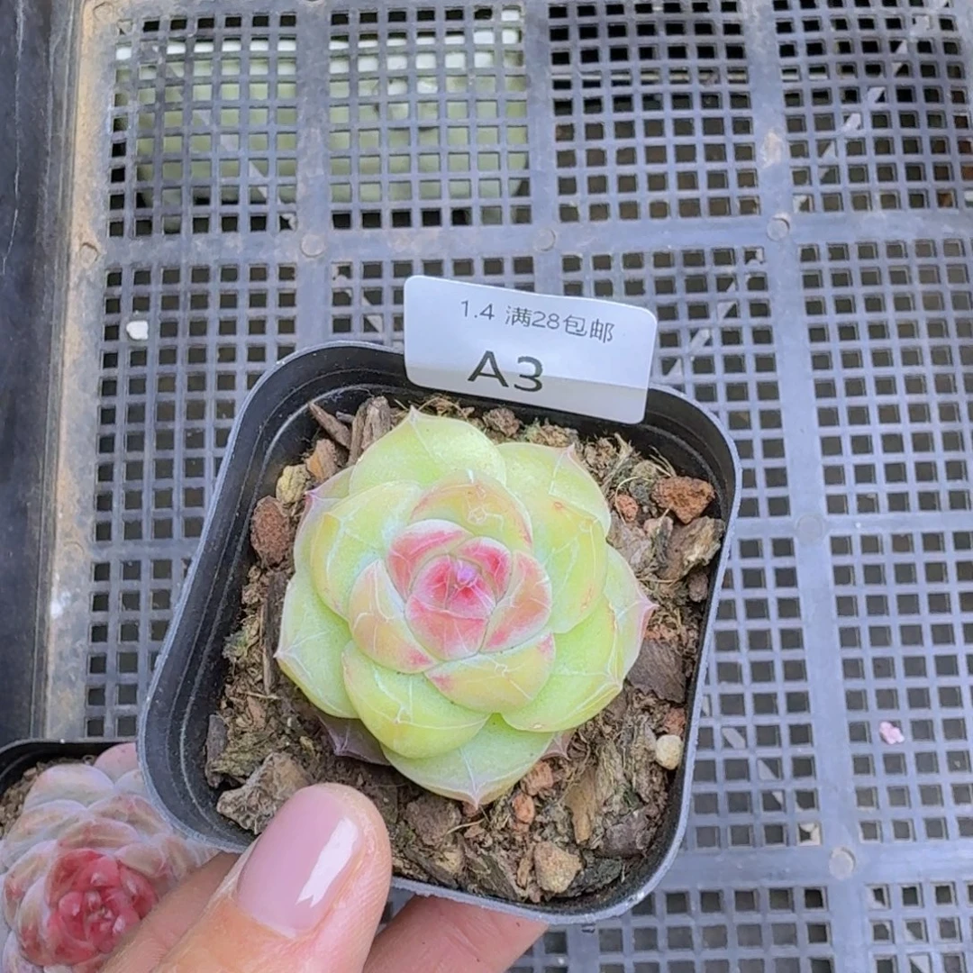 糖心珍妮单头一颗发货