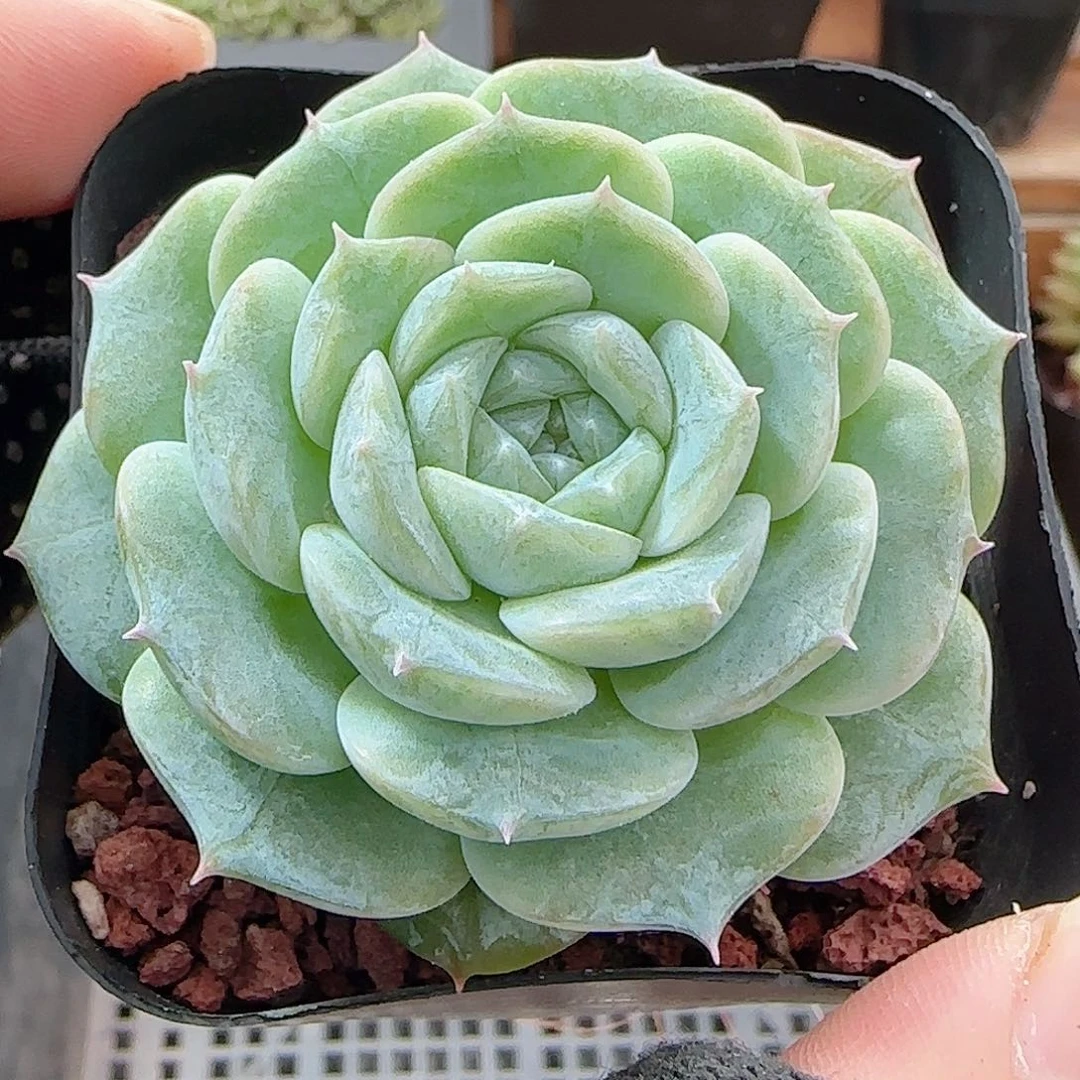 多肉0915--61纯爱