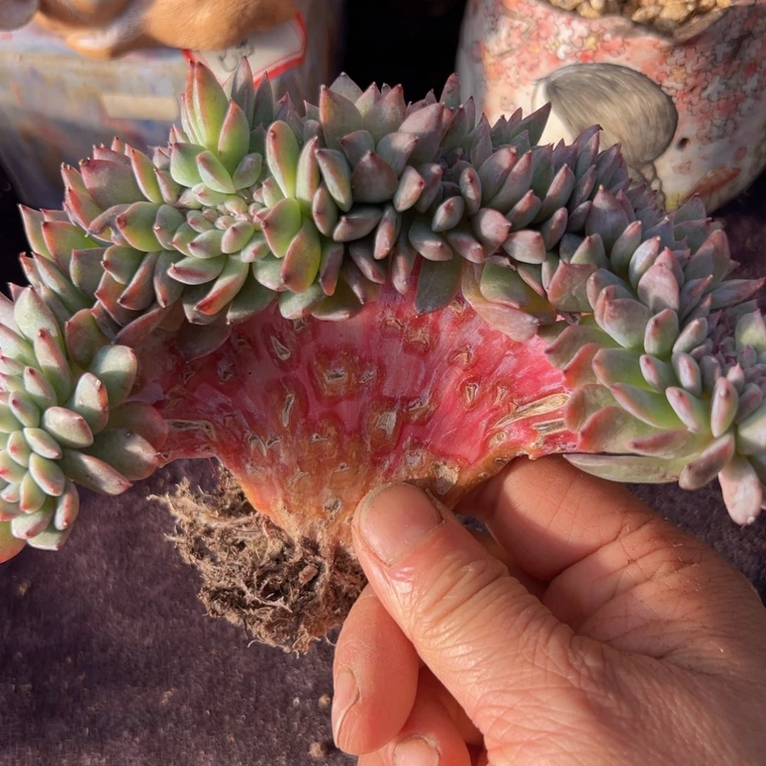 大*李新年快乐啊宝宝们weikuan8888