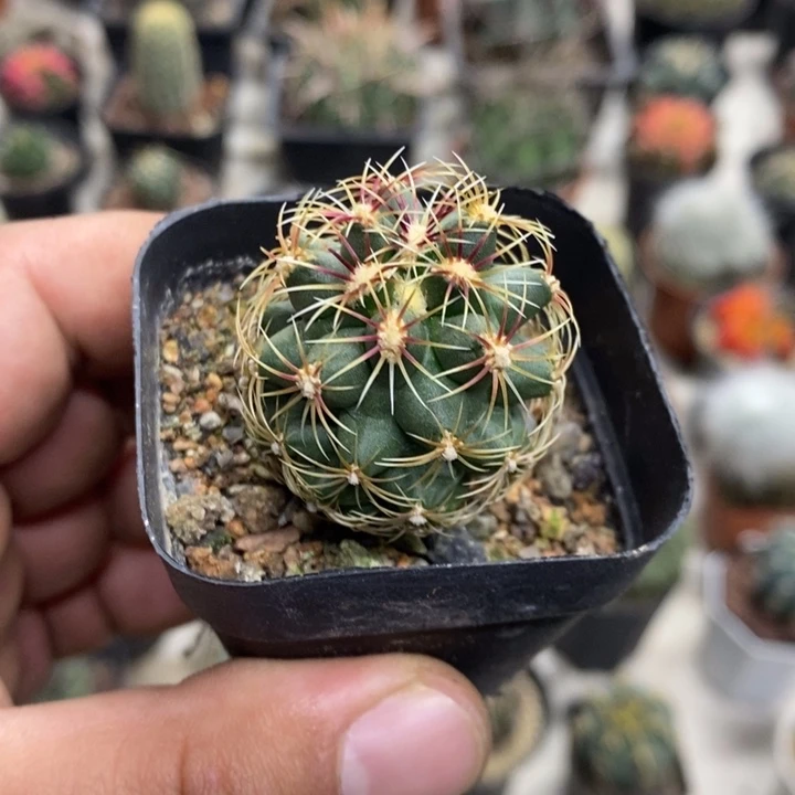 实生密刺大统领特价