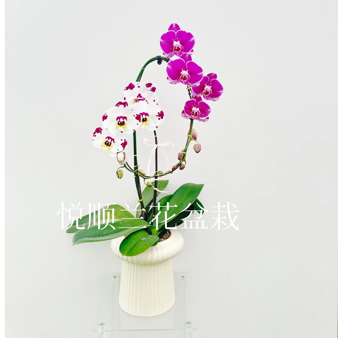 蝴蝶兰 海蓝之谜 叶片自然开裂  花期长