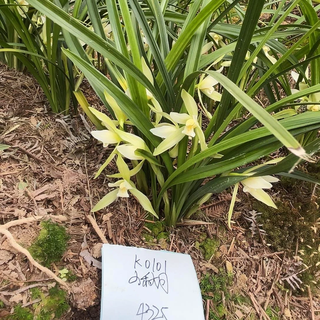 大部分花苞少量开放