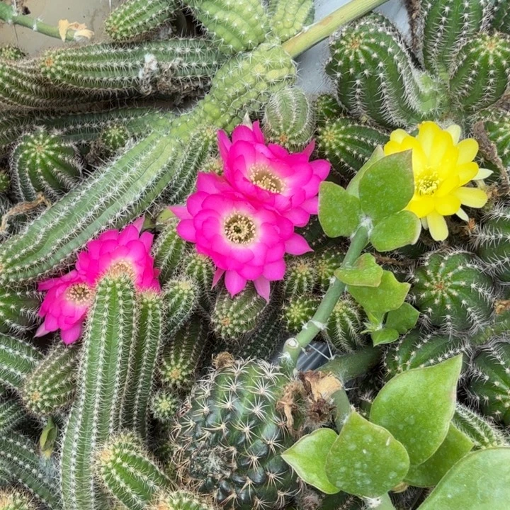 白檀仙人掌893侧芽一个