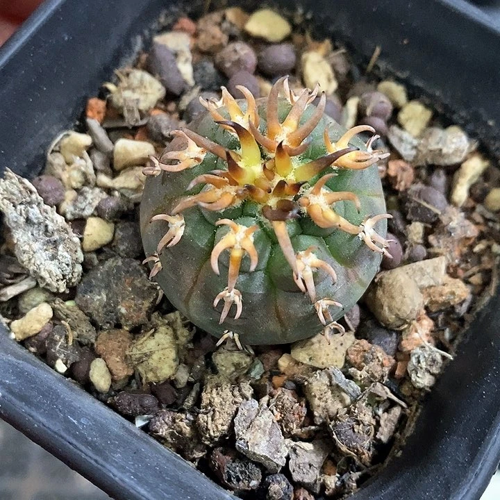 孤品实生优选短豪刺猫爪55号仙人球