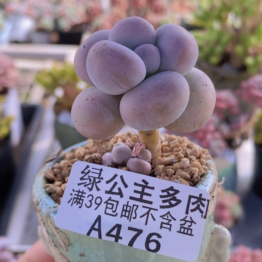芭比奶洛单头476多肉植物