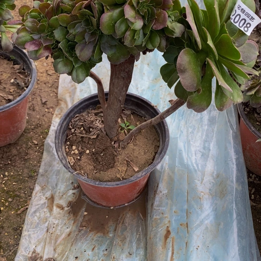 2008号柠檬玫瑰缀化多肉植物