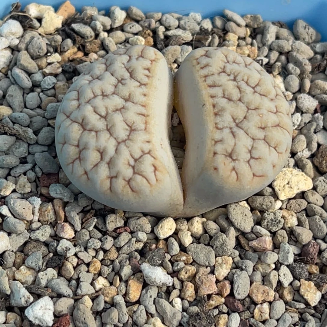 9302凹凸铁189一颗