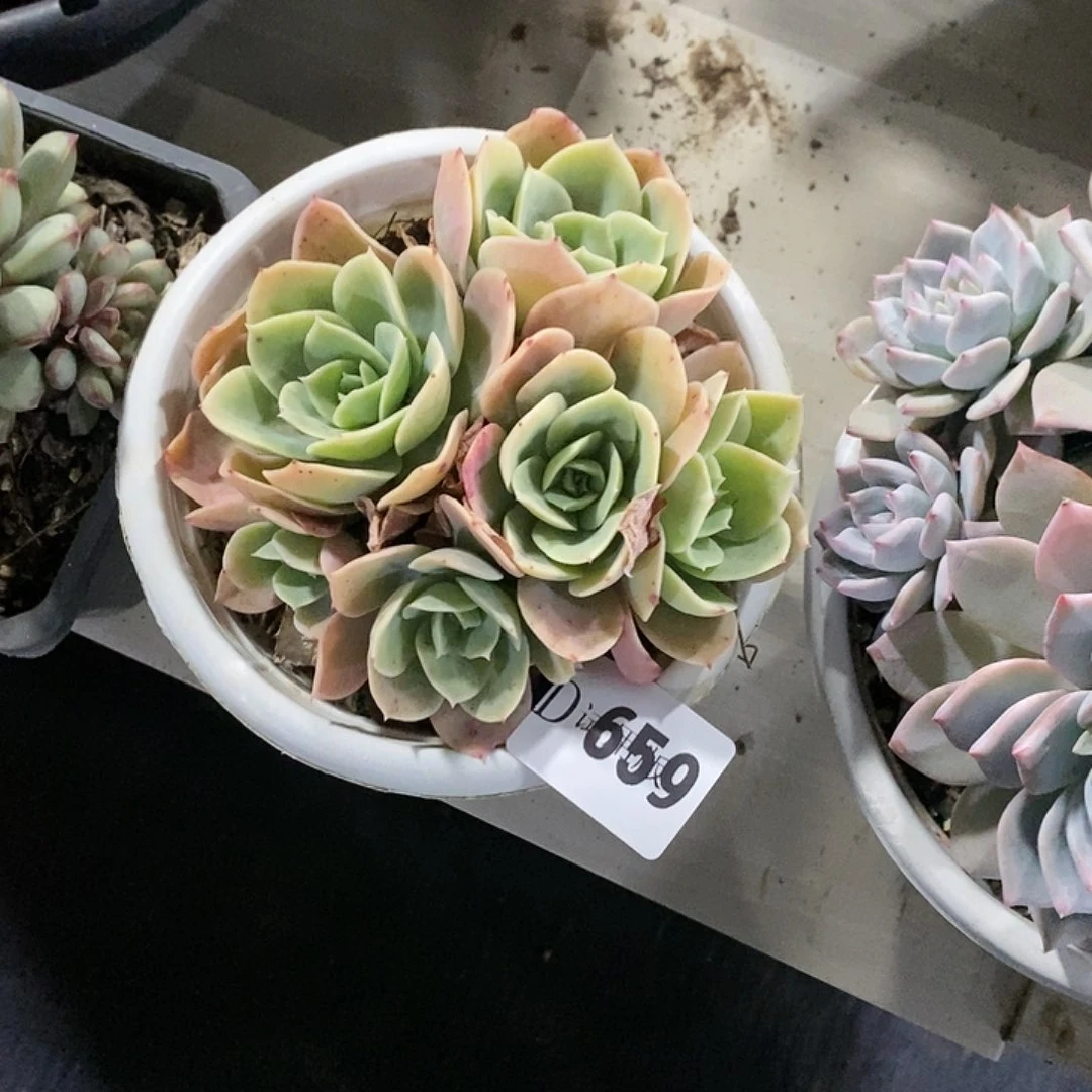 嗨**格659多明戈多肉植物