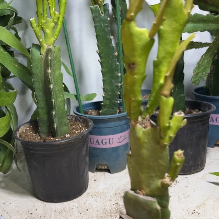 当前无花栽培后可以开花592