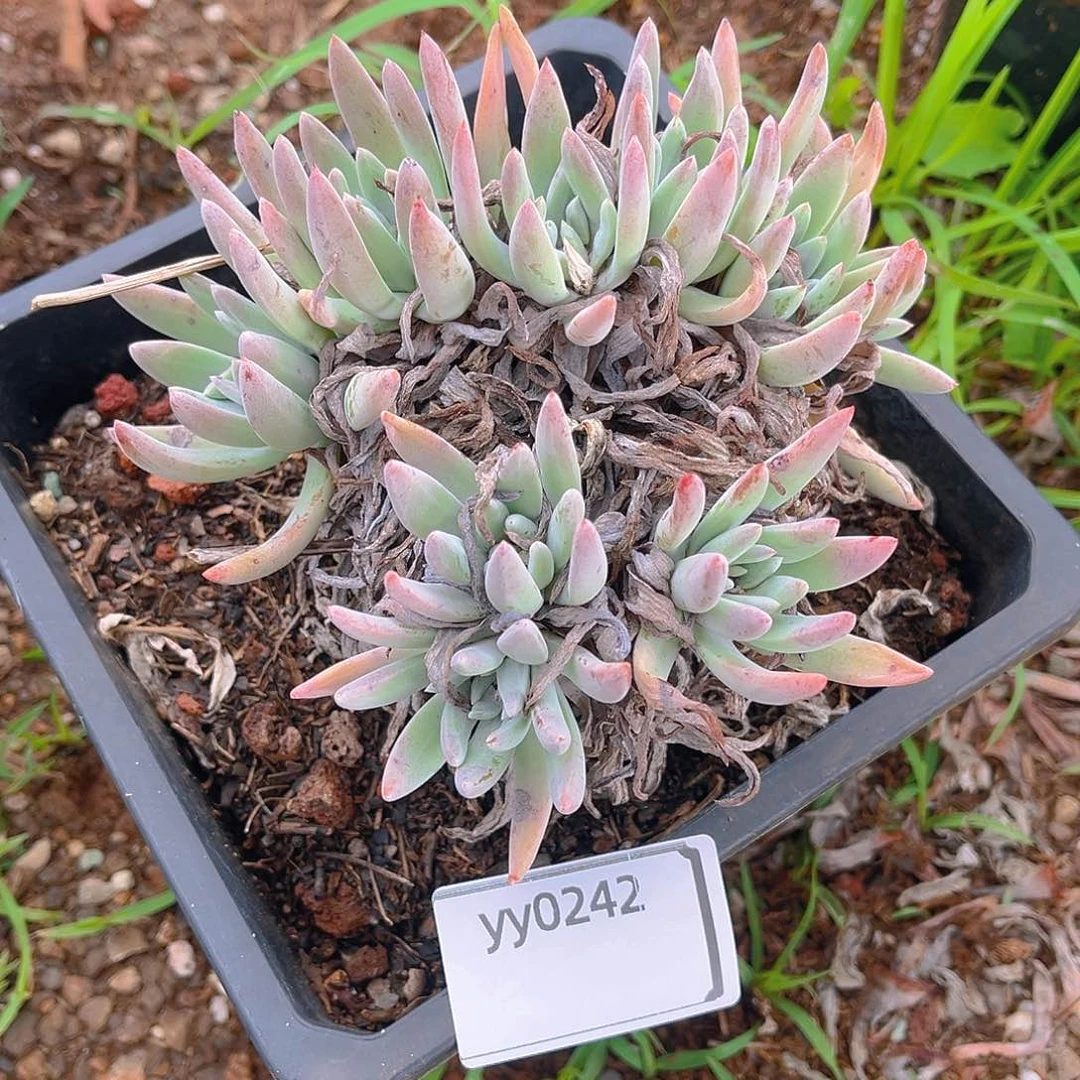 特价不售后yy0242