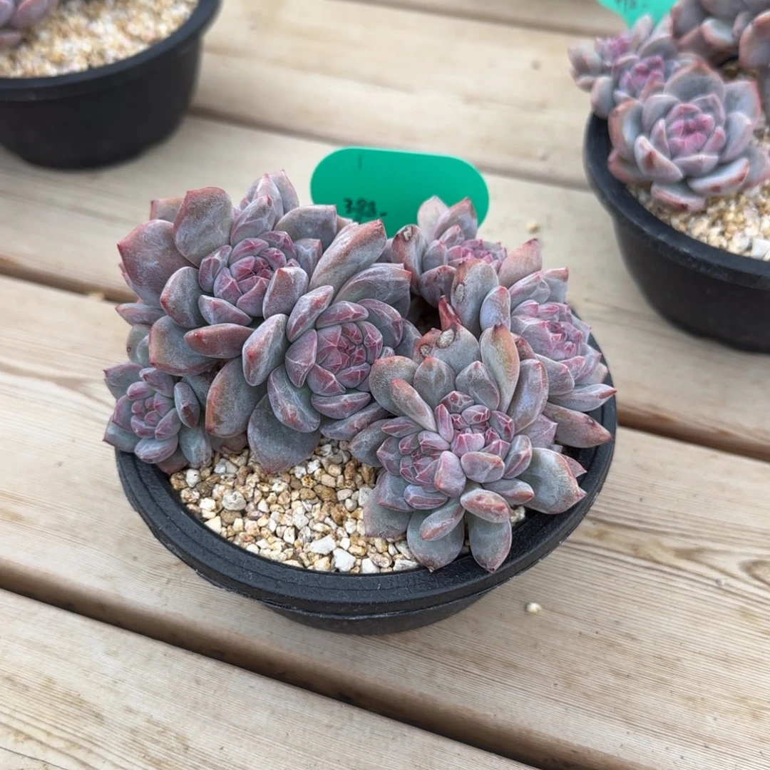 小***生小丑先生突尼斯发货多肉