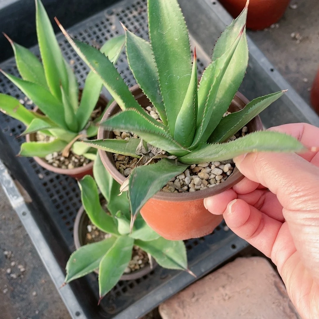 普通绿荷小颗龙舌兰