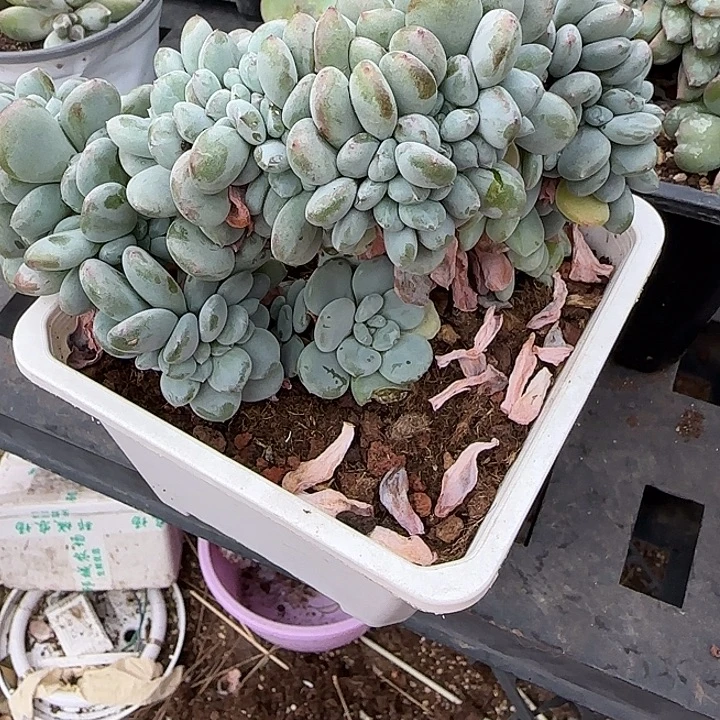 远***姐青蛙王子儿童牙膏套装11