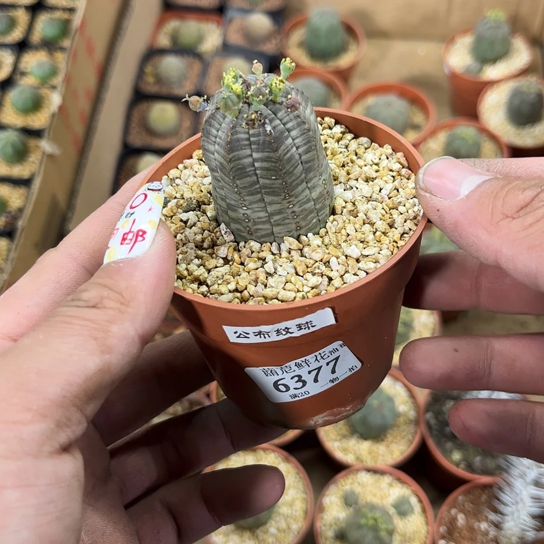 乌*6377一物一拍单头发货