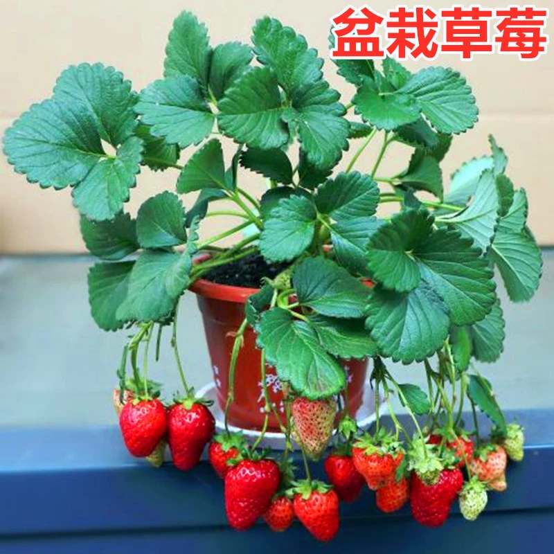 盆栽奶油草莓种子 白香莓种籽 四季种阳台室内种植蔬菜种子